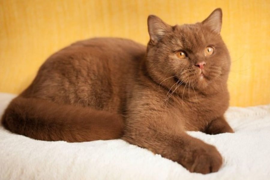 Màu nâu được lai tạo từ mèo Anh lông ngắn thuần chủng và mèo Ba tư lông nâu.