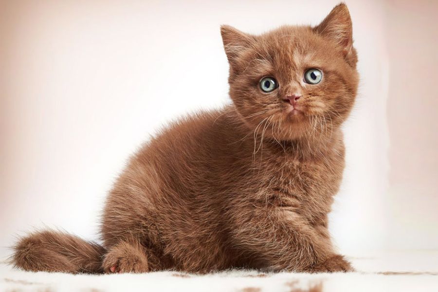Bộ lông màu quế nâu trầm ở mèo Anh lông ngắn.
