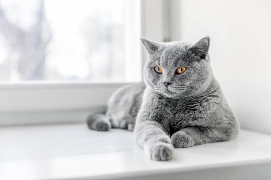 Màu lông silver ánh bạc ở giống mèo Anh lông ngắn.