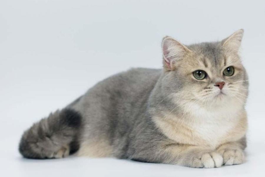 Bộ lông màu muối tiêu được yêu thích nhất ở giống mèo Anh lông ngắn.