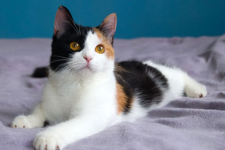 Bộ lông tam thể kết hợp giữa màu trắng, đen, vàng ở giống mèo Anh lông ngắn.