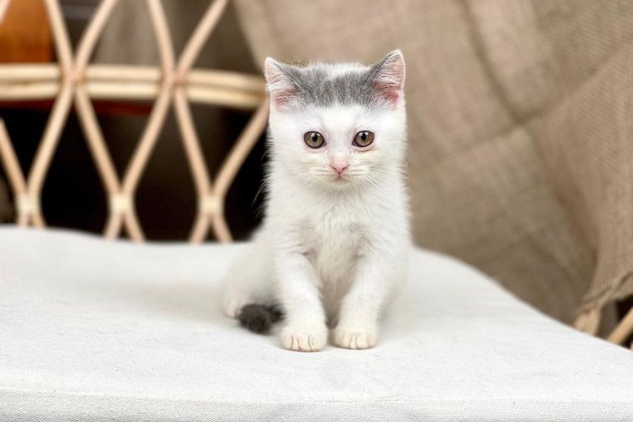Mèo Van Anh lông ngắn màu trắng xám.