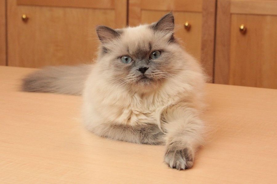 Giống mèo Himalaya được lai tạo bởi mèo Ba Tư thuần chủng.