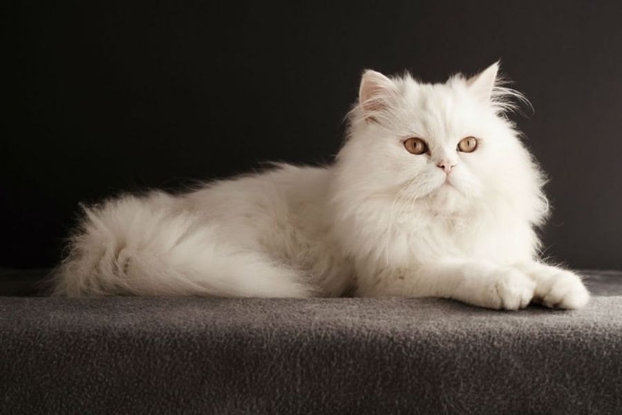 Mèo Chinchilla sở hữu bộ lông dài mượt.