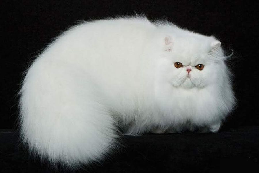 Mèo Ba Tư sở hữu bộ lông dài và bồng bềnh.