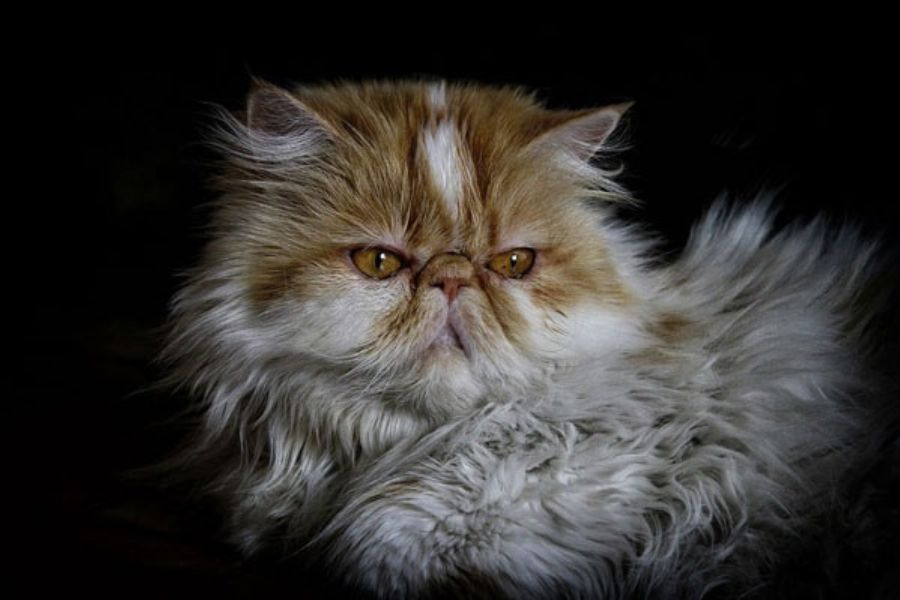 Mèo Ba Tư có nguồn gốc từ Iran.