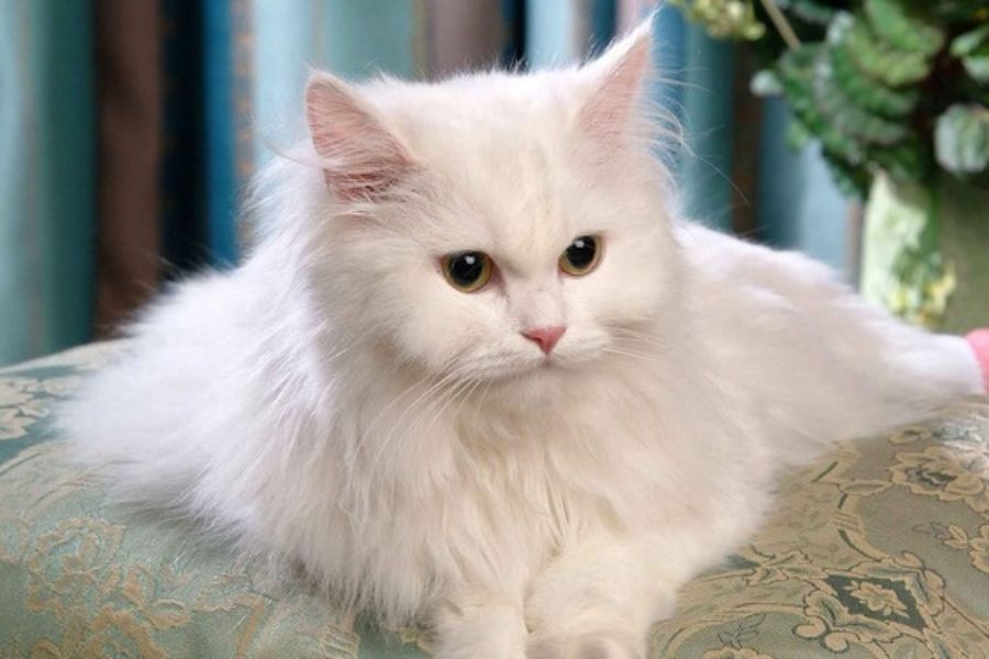 Mèo Ba Tư thuần chủng sở hữu thân hình đáng yêu và đẹp mắt.