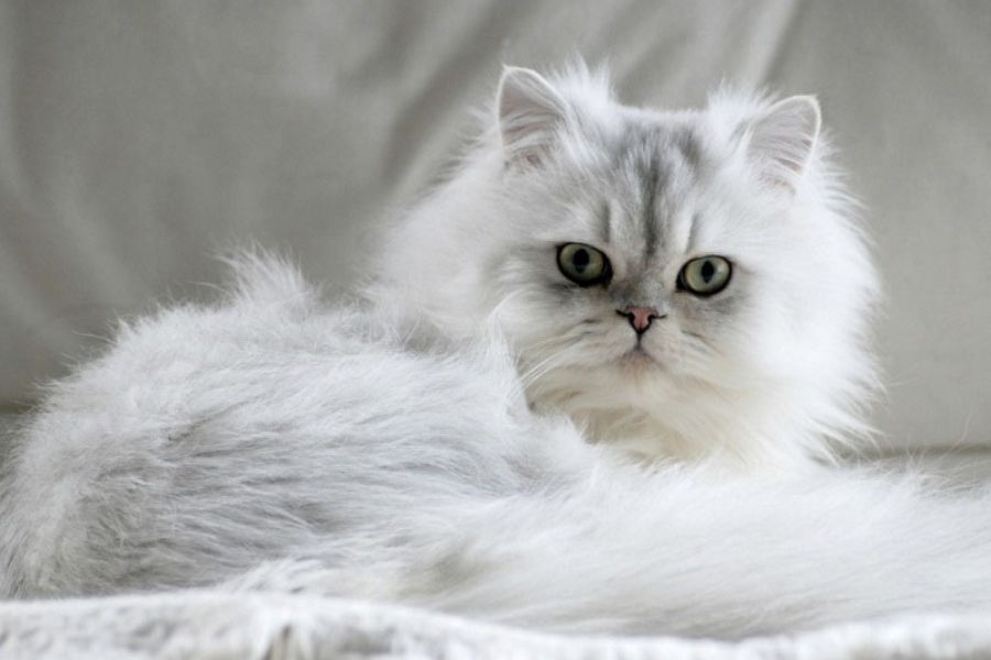Mèo Ba Tư được nhiều người yêu thích thú cưng săn đón.