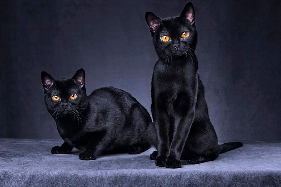 Mèo đen được dân gian quan niệm mang điều điểm rủi.