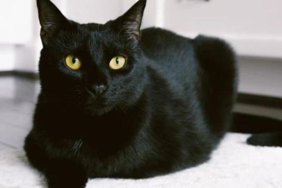 Mèo đen sở hữu bộ lông đen tuyền, óng mượt.