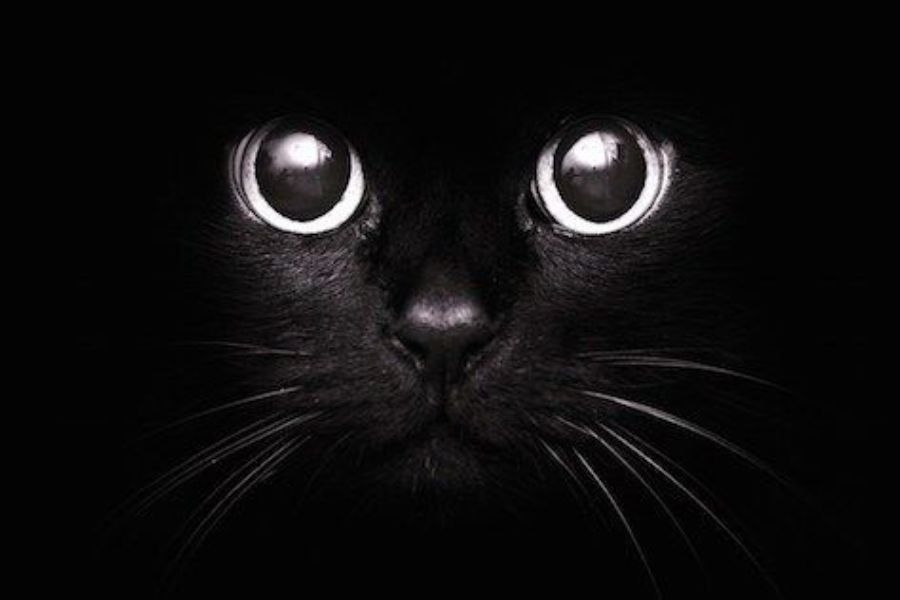 Hình ảnh mèo đen mang nhiều ý nghĩa tâm linh trong văn hóa Việt Nam.