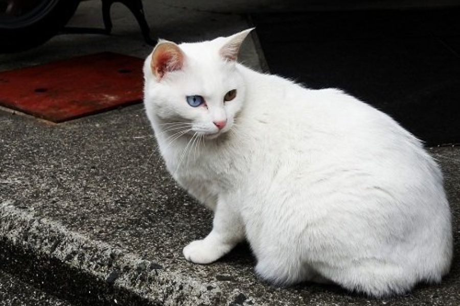 Mèo trắng hoang vào nhà được cho rằng sẽ mang lại nỗi buồn cho gia chủ.