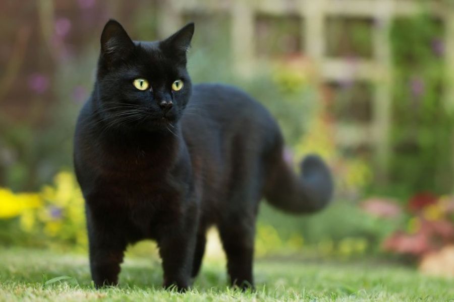 Mèo đen là giống thú cưng ngày càng được yêu thích.