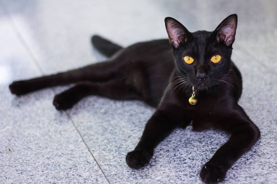 Mèo mun sở hữu bộ lông màu đen tuyền huyền bí.