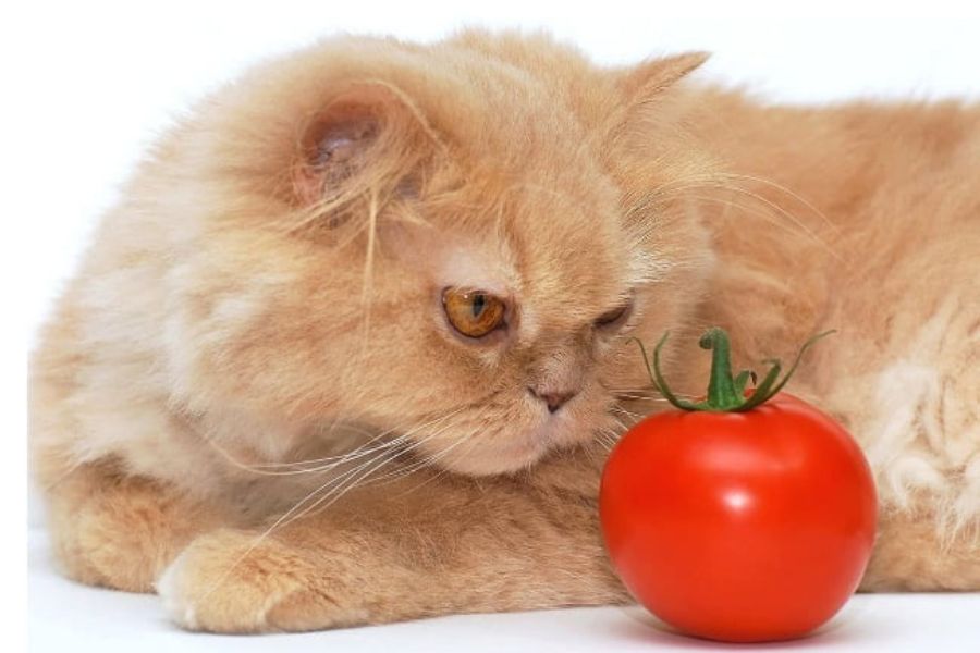 Rau xanh giúp mèo ALN tiêu hóa dễ dàng hơn.