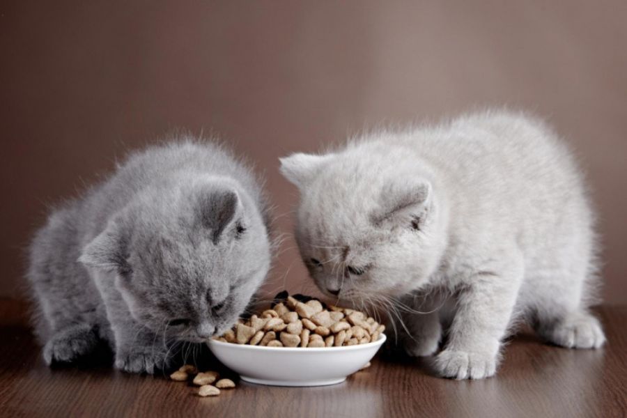 Cân bằng lượng thức ăn phù hợp với độ tuổi của mèo ALN.