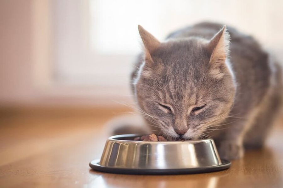 Cân bằng lượng thức ăn phù hợp với môi trường sống của mèo ALN.