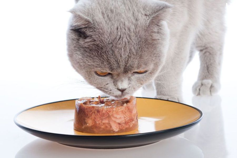 Cân bằng lượng thức ăn hàng ngày cho mèo ALN.