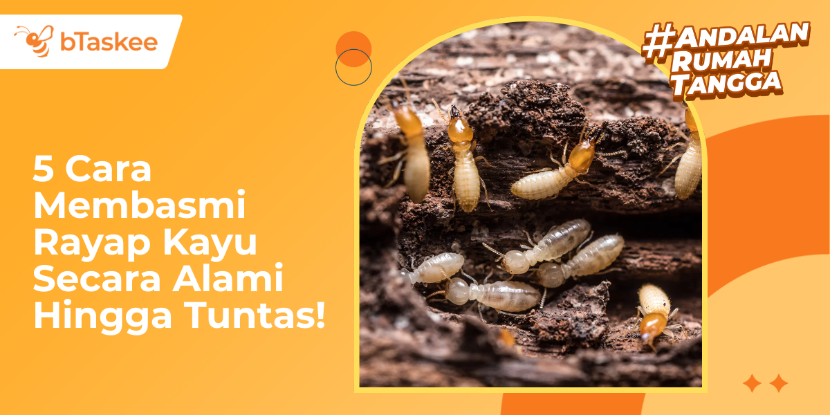 5 Cara Membasmi Rayap Kayu Secara Alami Hingga Tuntas!