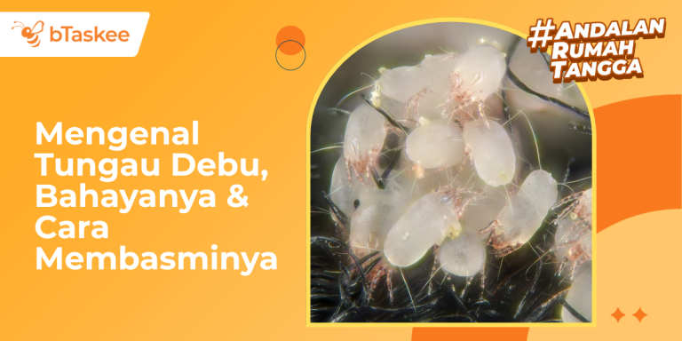 Mengenal Tungau Debu, Bahayanya & Cara Membasminya
