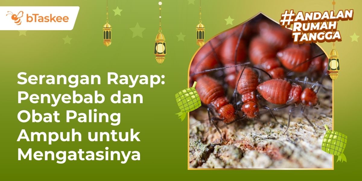 obat rayap paling ampuh