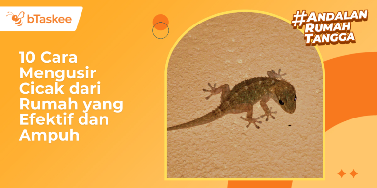 Cara Mengusir Cicak