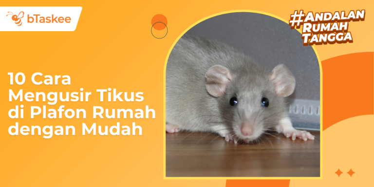 Cara Mengusir Tikus di Plafon Rumah