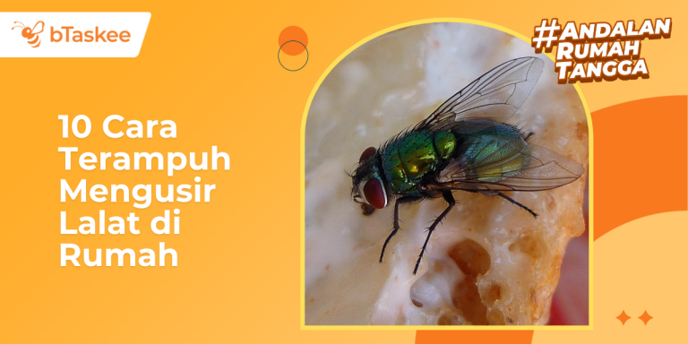 Cara Mengusir Lalat