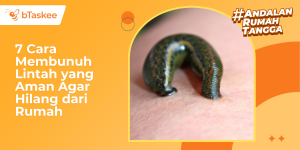 Cara Membunuh Lintah