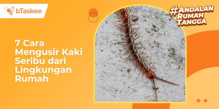 Cara Mengusir Kaki Seribu