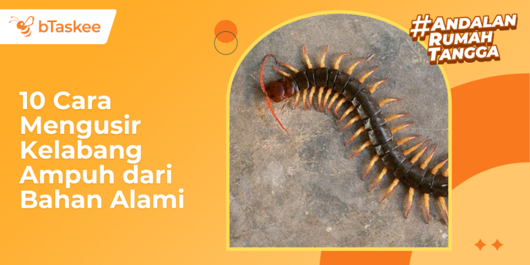 10 Cara Mengusir Kelabang Ampuh dari Bahan Alami