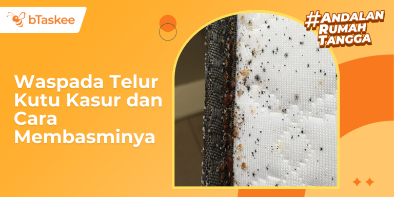 Waspada Telur Kutu Kasur dan Cara Membasminya