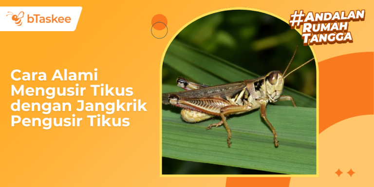 Jangkrik Pengusir Tikus