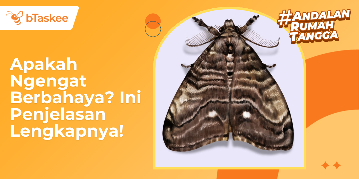 apakah ngengat berbahaya