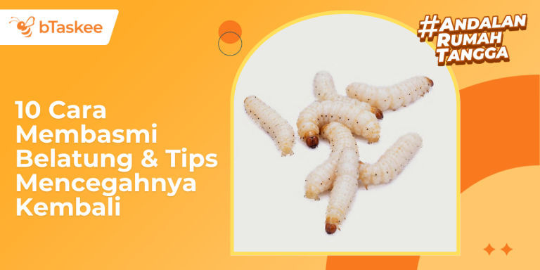 10 Cara Membasmi Belatung & Tips Mencegahnya Kembali