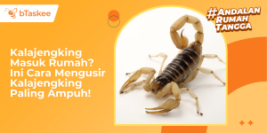 cara mengusir kalajengking