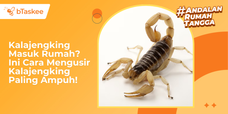 cara mengusir kalajengking