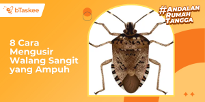 cara mengusir walang sangit