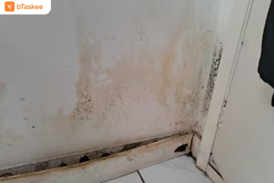 Nấm mốc xuất hiện ở tường nhà.