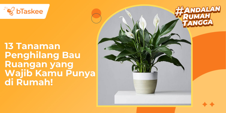 tanaman penghilang bau