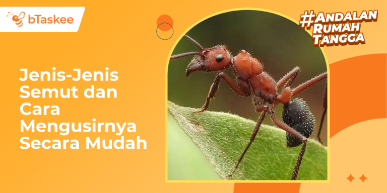 jenis jenis semut