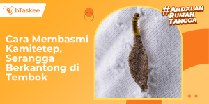 Cara Membasmi Kamitetep, Serangga Berkantong di Tembok