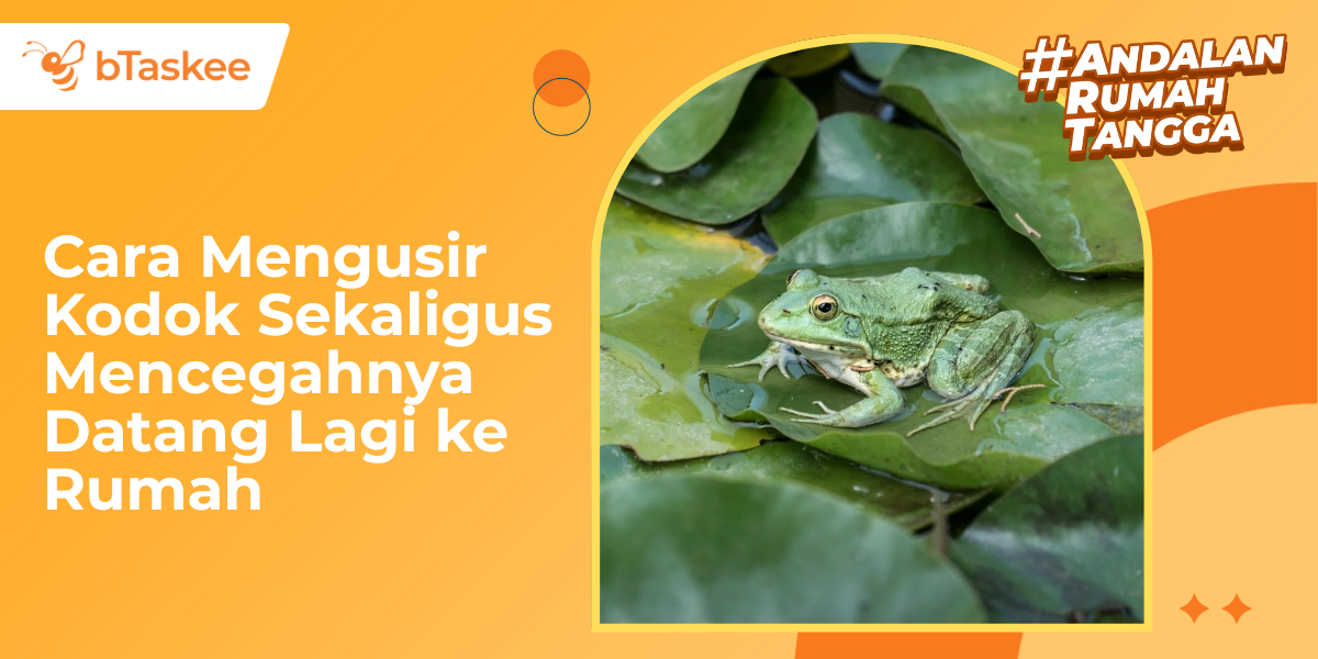 Cara Mengusir Kodok Sekaligus Mencegahnya Datang Lagi ke Rumah