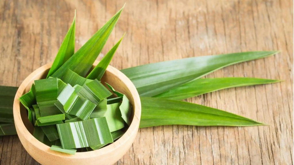 Daun Pandan, salah satu daun aromatik untuk bumbu dapur