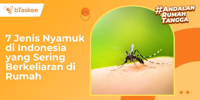7 Jenis Nyamuk di Indonesia yang Sering Berkeliaran di Rumah