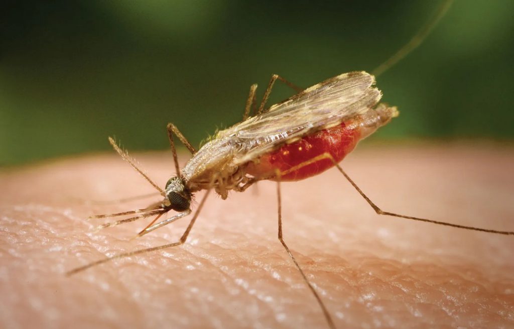 Nyamuk Anopheles, vektor penyakit malaria