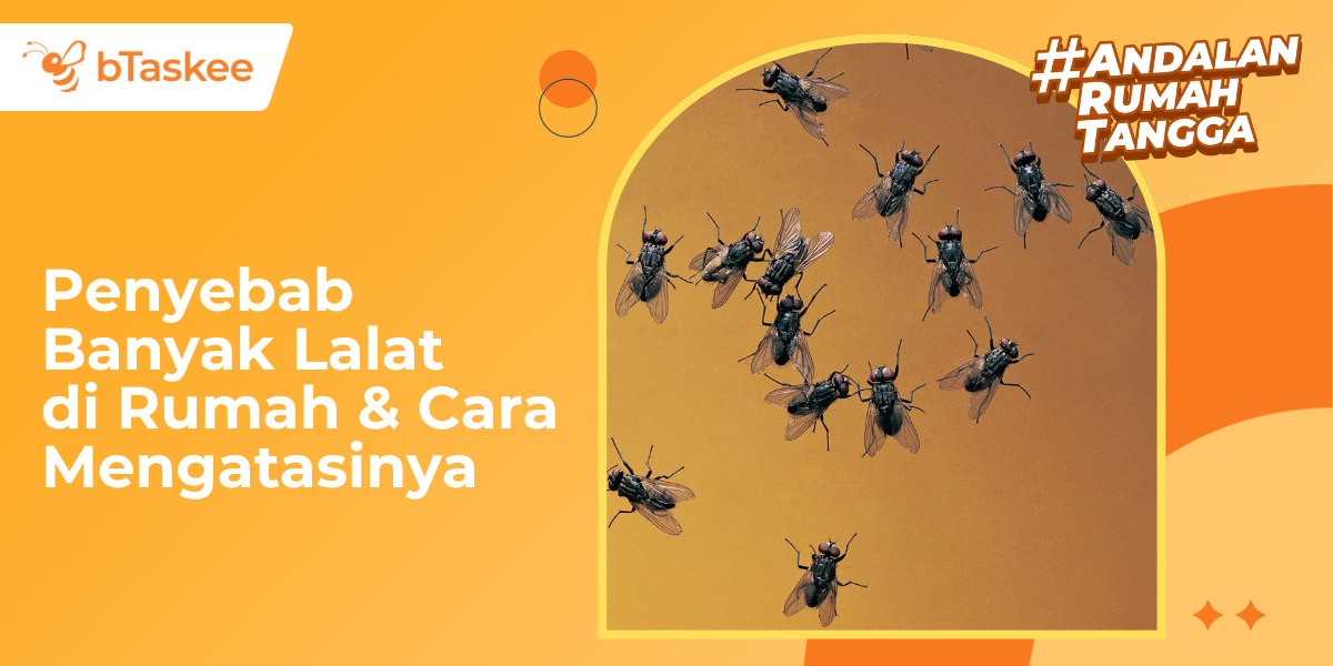 3 Penyebab Banyak Lalat di Rumah dan Cara Mengatasinya
