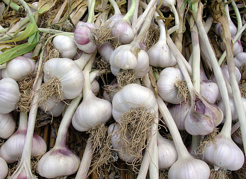 Bawang putih (Allium sativum L.)