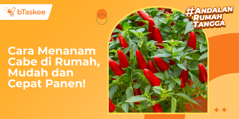 Cara Menanam Cabe di Rumah, Mudah dan Cepat Panen!