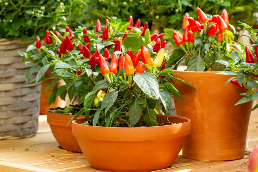 Cara Menanam Cabe di Pot